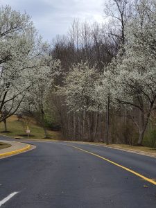 stafford lakes driveway
